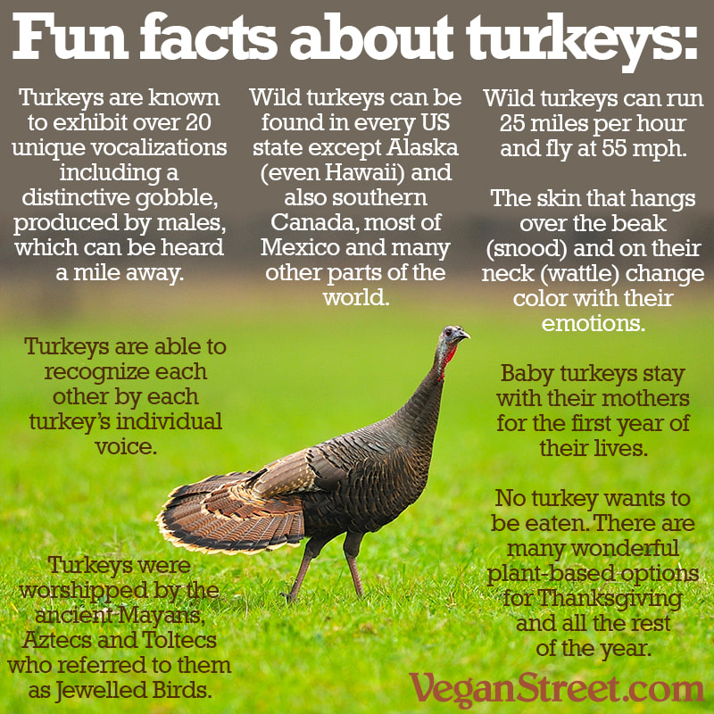 Fun facts about turkeys - Vegan Street – Building Vegan Community